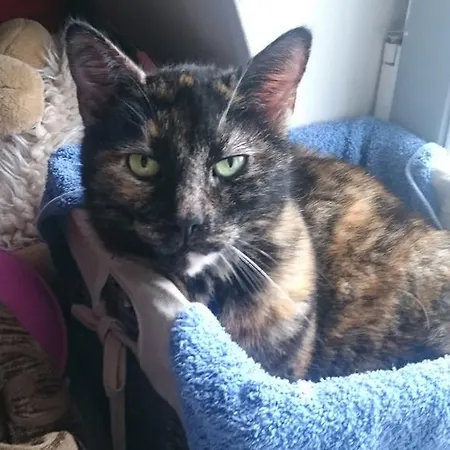 Gerlachus Valkenburg aan de Geul